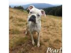 Adopt Pearl a Boxer