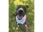 Adopt Tootie a Mixed Breed