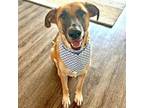 Adopt Synergy a Anatolian Shepherd