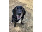 Adopt CORNELIA a Border Collie, Mixed Breed