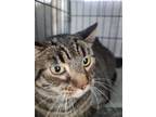Adopt Chloe a Maine Coon, Domestic Short Hair