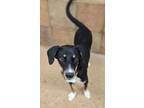 Adopt Jill a Bernese Mountain Dog, Mixed Breed