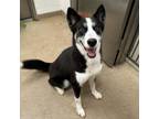 Adopt Orwen a Husky