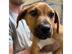 Adopt Reba a Retriever, Mixed Breed