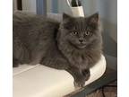 Adopt Stormi a Domestic Long Hair, Maine Coon