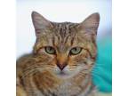 Adopt Morticia a Domestic Medium Hair