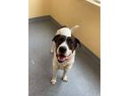 Adopt Bella a Pit Bull Terrier, Great Pyrenees
