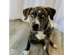 Adopt Skye a Catahoula Leopard Dog
