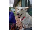 Adopt Cotton a German Shepherd Dog