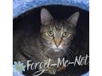 Adopt Jan (bonded with Tippy) a Domestic Short Hair