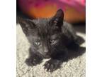 Adopt Aurora a Bombay, Domestic Short Hair