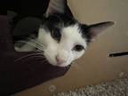 Adopt Cherry (Tree Kittens Momma) a Domestic Short Hair