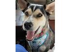 Adopt Agatha a Husky