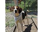 Adopt Clover a Treeing Walker Coonhound, Foxhound