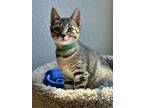 Adopt VIPER - Top Gun kitten - Female a Tabby, Domestic Short Hair