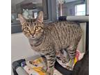 Adopt Elara a Domestic Short Hair, Tabby