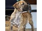 Adopt Laila Ali JuM / GC* a Boxer, Mixed Breed