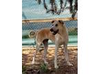 Adopt Piper a Labrador Retriever, Anatolian Shepherd