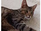 Adopt Krissy a Domestic Short Hair, Tabby