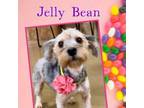 Adopt Jelly Bean (Dallas) a Yorkshire Terrier