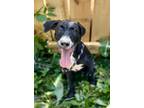 Adopt Ansley a Labrador Retriever, American Staffordshire Terrier