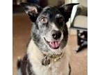 Adopt Bella Breadwinner a Border Collie