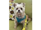Adopt Lacie a Yorkshire Terrier