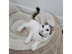 Adopt Menace a Domestic Short Hair