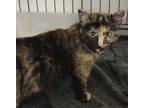 Adopt AC Gyda a Domestic Short Hair