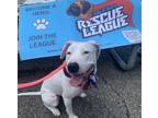 Adopt Emily a Dogo Argentino, American Staffordshire Terrier