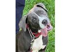 Adopt Sassy Bird - Not too Sassy a Charmer a Pit Bull Terrier, Terrier