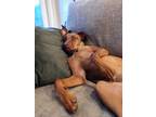 Adopt Bailey a Feist