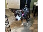 Adopt Honey a Pit Bull Terrier