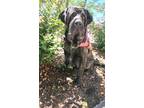 Adopt Mabel a Mastiff