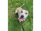 Adopt Helen a Labrador Retriever