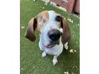 Adopt Ariel a Treeing Walker Coonhound