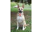 Adopt Wendy - Adoptable a Carolina Dog, Mixed Breed
