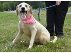 Adopt Wrenley - Adoptable a Labrador Retriever, Mixed Breed