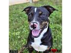 Adopt Hazel a Mountain Cur, Mixed Breed