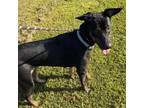 Adopt Freya a Doberman Pinscher, Mixed Breed
