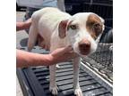 Adopt Pearl a English Pointer, Mixed Breed