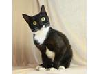 Adopt Thelma a Domestic Short Hair