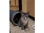 Adopt Azalea a Tabby
