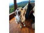 Adopt Rayna a Labrador Retriever