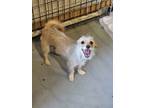 Adopt Jill a Terrier