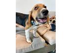 Adopt Viola a Basset Hound