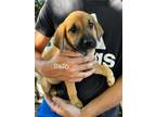 Adopt Sally a Beagle