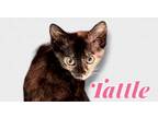 Adopt Tattle a American Shorthair