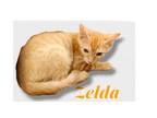 Adopt Zelda a American Shorthair