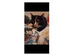 Adopt Snickers (adult) a Calico